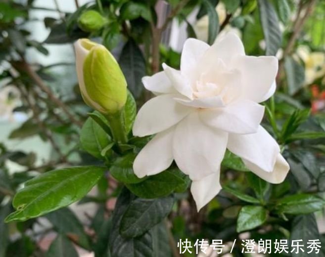 耧斗菜|4种花养家里,人养花,花也养人,花香四溢飘满屋,美