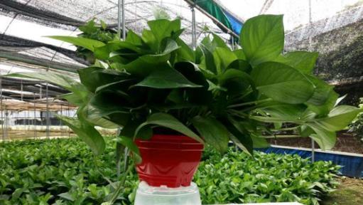 在寒冬养花，2种“水”不要浇，容易烂根和黄叶，影响美观！