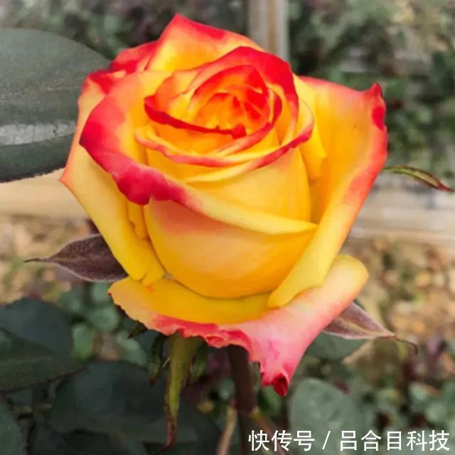 月季|22种最漂亮的月季,一次能开300天,满屋飘香开花多