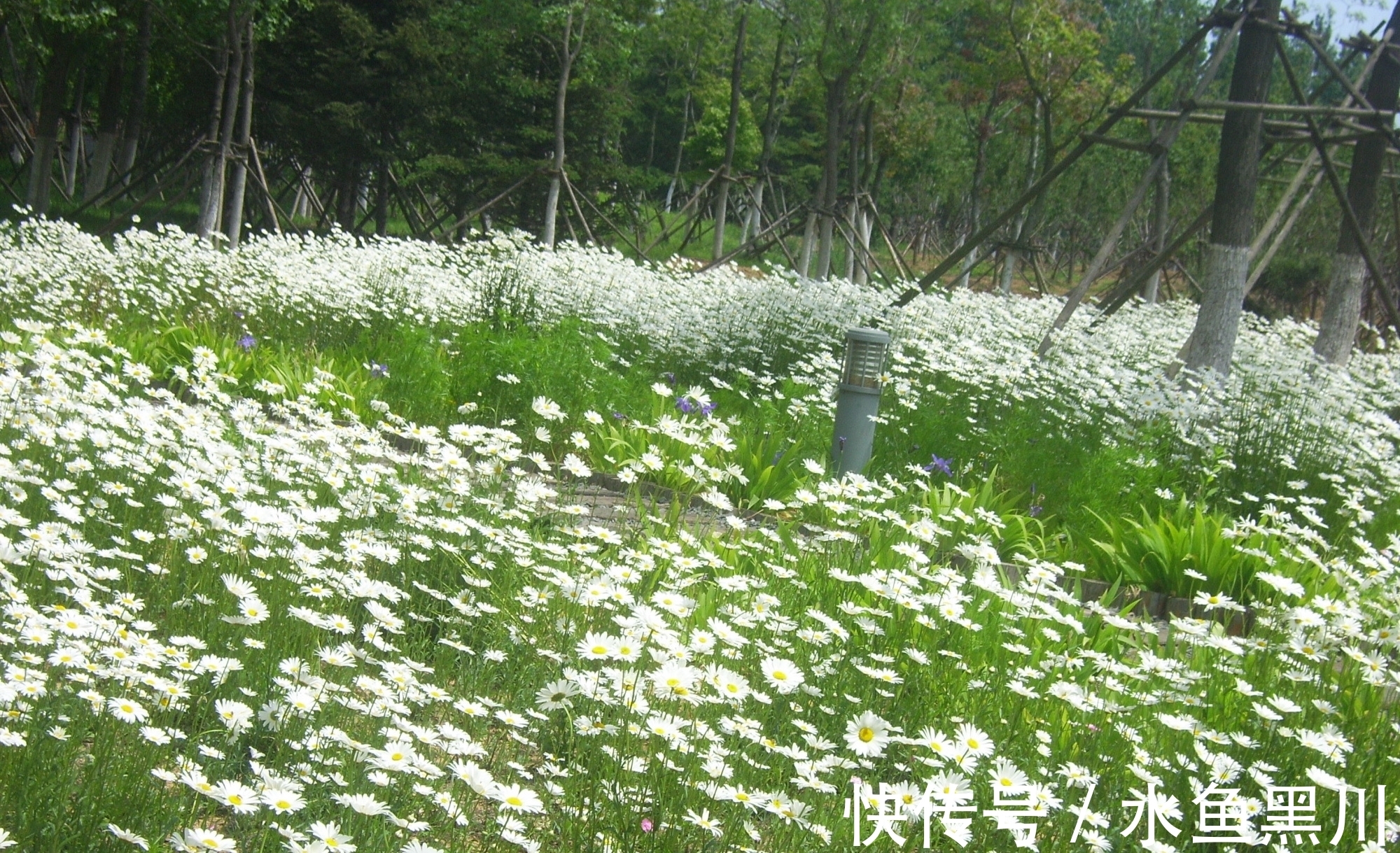 形式主义|不要小瞧诗的题目,其实里面大有学问