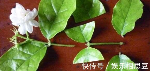 5种花开完后,剪下的枝条不要扔,活性高适合扦插,一插一大盆