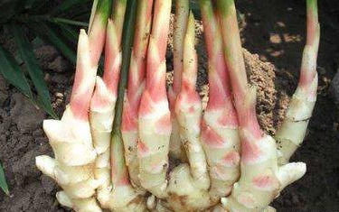 早衰|想要身体好，推荐吃的好食物，细腻肌肤，预防早衰，吃了肌肤好