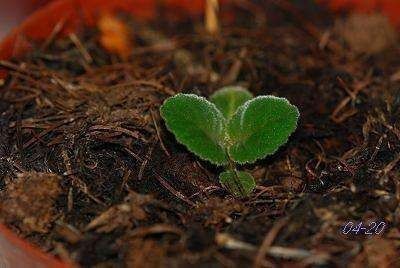 漂亮的花用剪碎的叶片,都能插活一大盆,谁说扦插难