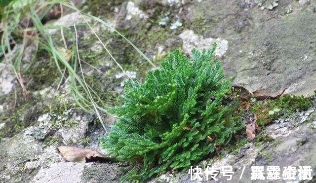 山崖上一种草,被称“还魂草”,人人见了挖一株,说是很值钱!