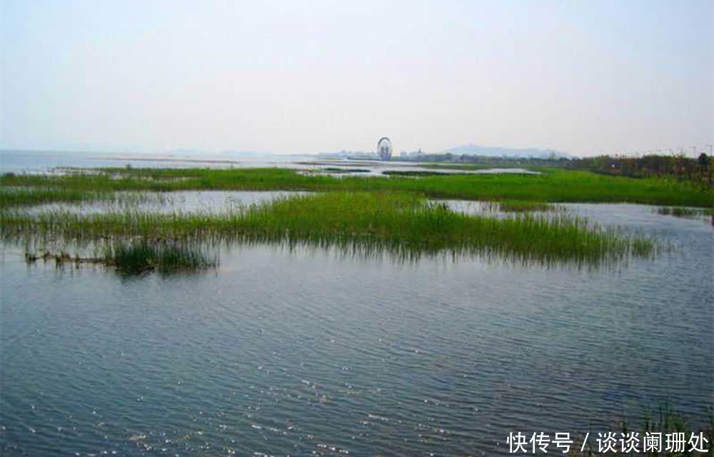 鲫鱼|初夏钓鲤鱼,这四种钓位容易出大鲤鱼,选对位置“爆护”是必然!