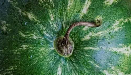 用保鲜膜|不要再拍西瓜了,西瓜分公母,挑选记住四点,皮薄汁多、脆甜沙瓤