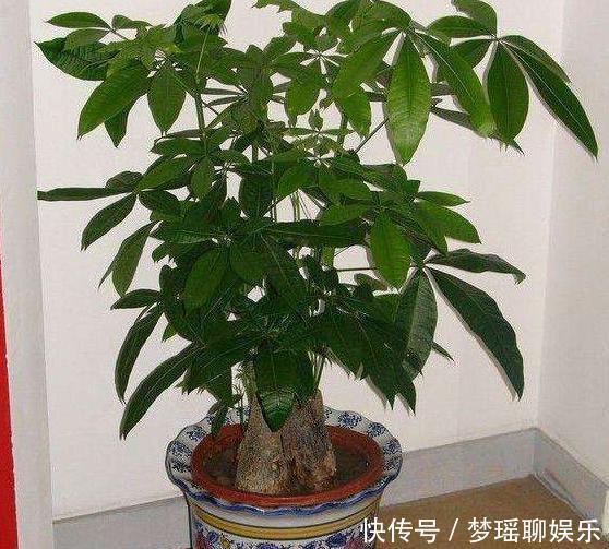 叶片|3种长着“大肚子”的花,长时间不浇水,也能叶片油绿,开花爆盆