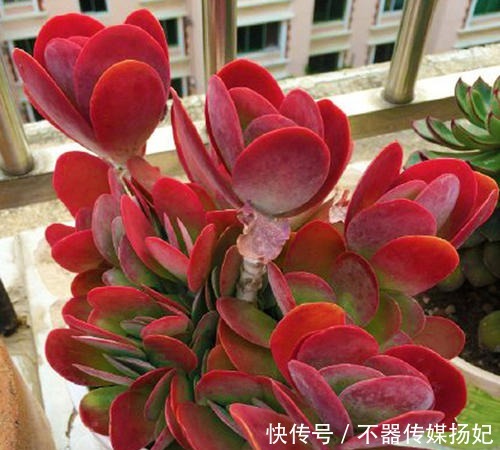 备受欢迎的10款红色系多肉,很珍贵,请收藏!