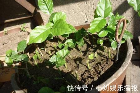 入秋扦插“6种花”，7天就生大白根，告别“黑腐烂”呼呼窜大个