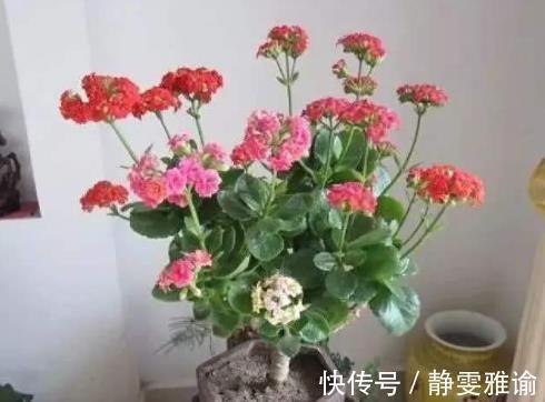长寿花“嫁接”开花多，几个“关键点”要注意，不然后期问题多！