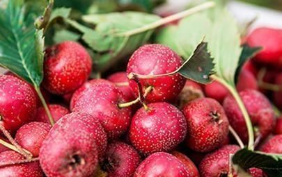 鞣酸|每天吃些山楂可以降血脂?实属谣言,吃山楂不能犯几种错误