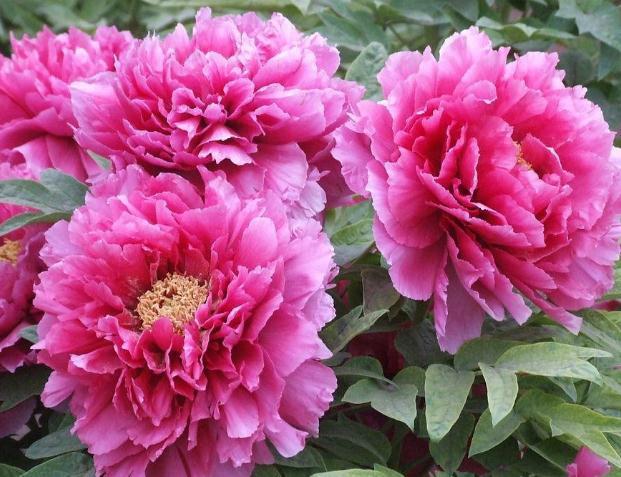 牡丹、芍药不开花,就是差碗“它”,花苞比“拳”大,花开比叶多