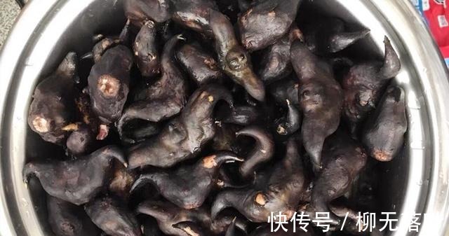 核桃|秋天最该吃的不是栗子,而是它,补血益气营养高,煮着吃真香!