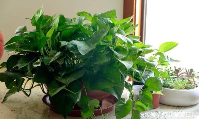 养花小技巧买花容易养花难,几个技巧,再也不担心花养不好啦