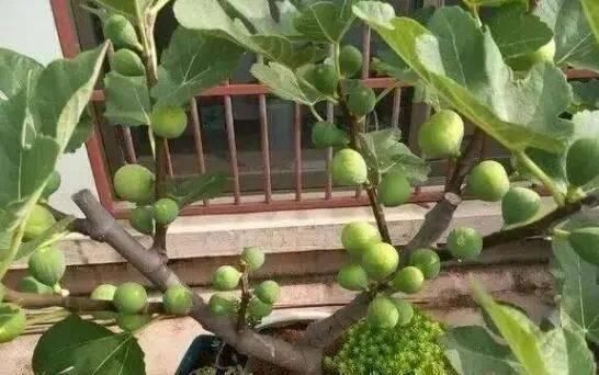 沙质|路边“3种树”,见了掰个枝,插盆就生根,做成盆景,寓意吉祥