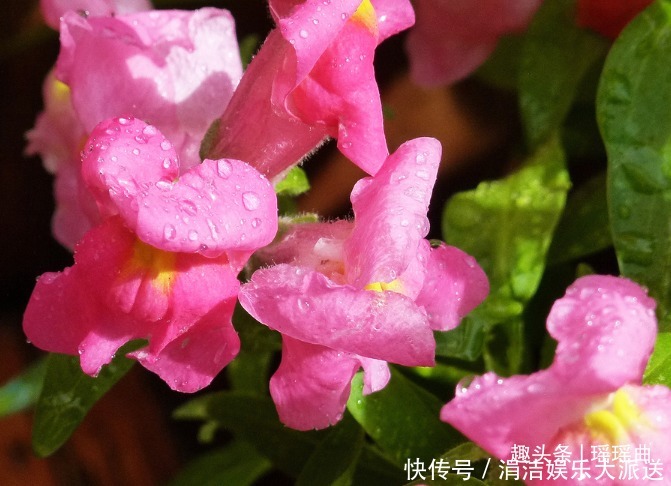 此花如灵动的金鱼一般,栩栩如生鲜艳夺目,是吉祥之花