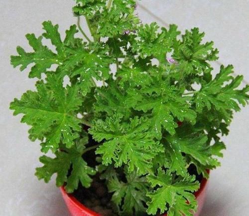 夏季飞蚊惹人讨厌,该怎么办盆栽上它们不用驱蚊药就能驱蚊