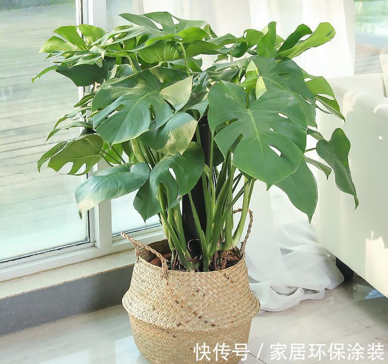 叶片|龟背竹有3个喜好,满足它,叶片更肥大,油绿发亮美观大气