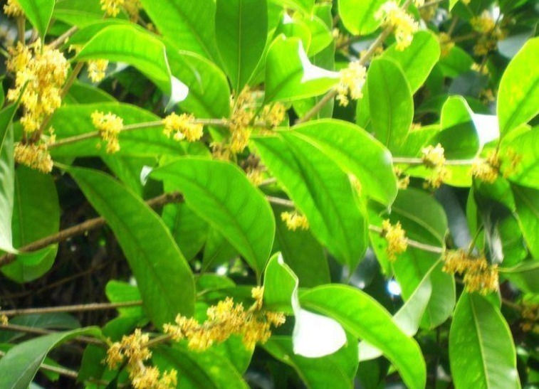 “门前有三树,家兴富三世”,指的是哪三种树老祖宗传下的讲究