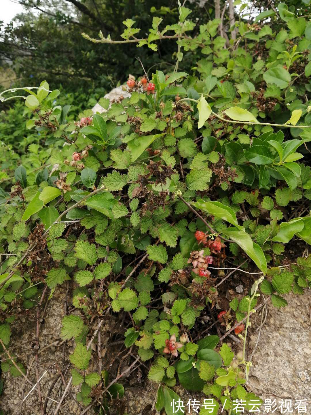 小孩|有种野果叫蛇莓,比草莓还好吃,大人却说不能吃,为啥?