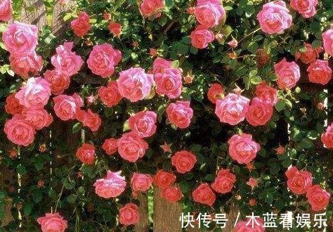 玫瑰|喜欢菊花,不妨养精品玫瑰花“卡罗拉”,红艳如火,寓意爱情!