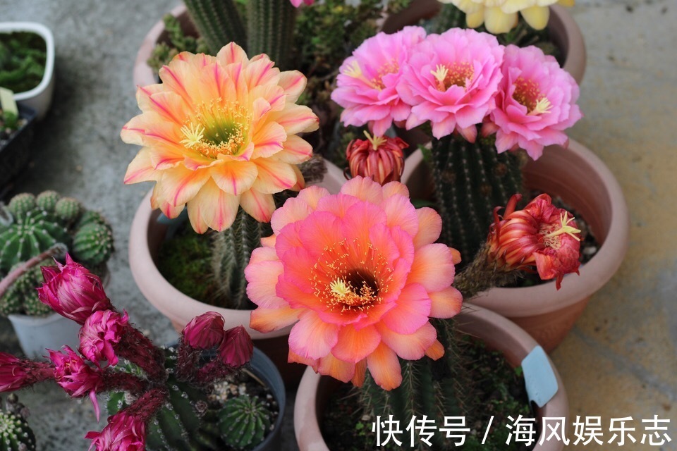 花盆|天气太热,养6种别乱浇水,浇得多死得快,难怪一浇就烂根