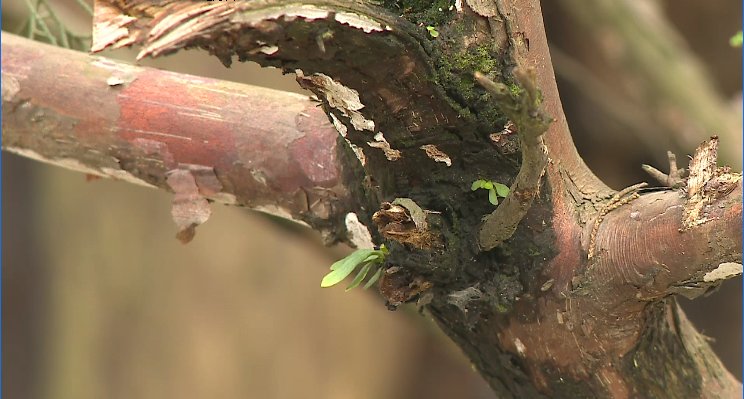 千年唐柏几近枯死 妙手回春现已“复荣”