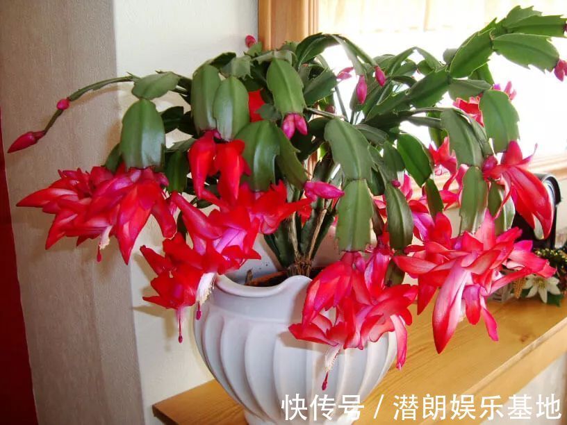 阳台上|封闭阳台养花,要“精挑细选”,选几种准没错,春夏秋冬花不断