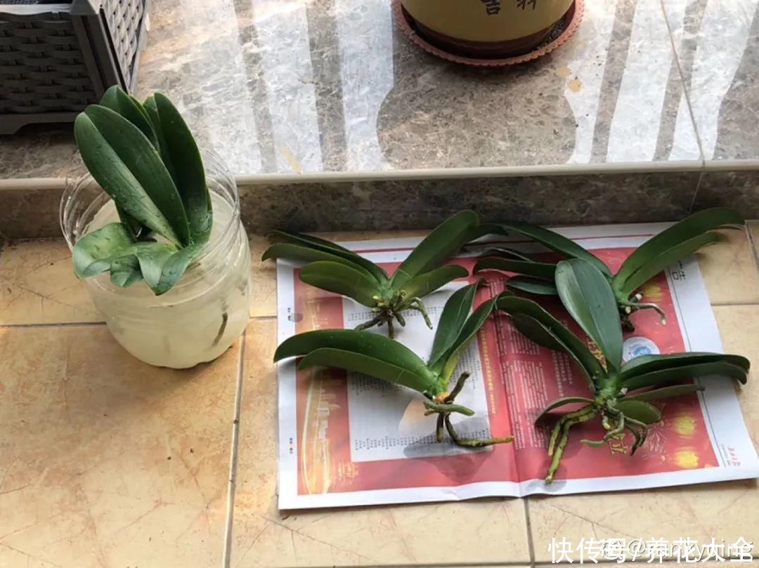 蝴蝶兰|7种花，立秋后换盆，秋冬才能越养越好