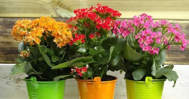  生长空间|为什么室内盆栽总是养不好，而室外地栽植物鲜少打理却长得很好