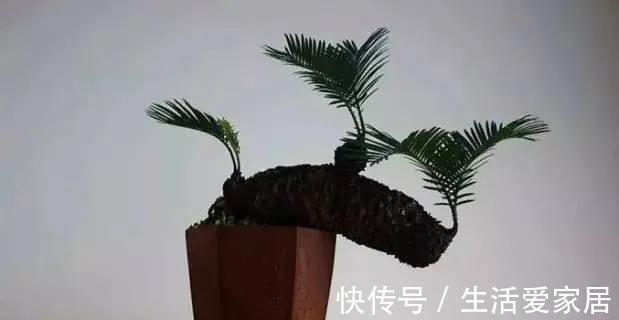 寓意|4种植物挺着“大肚子”，摆在客厅，不但寓意好，而且耐旱好养