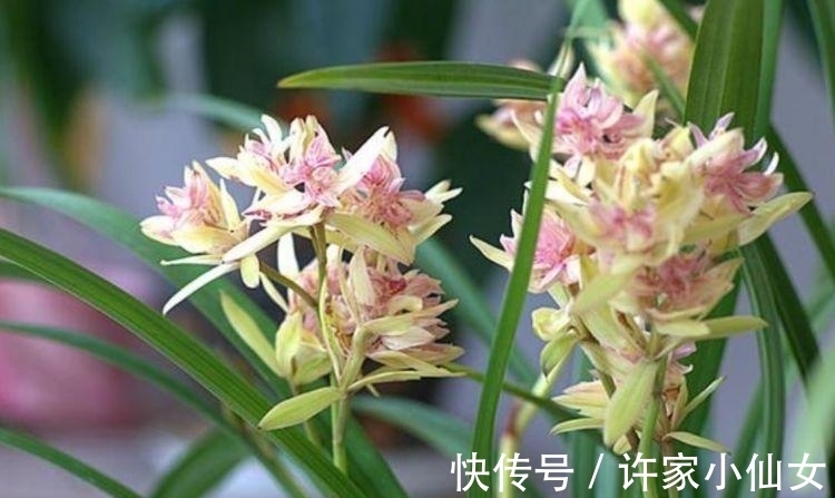 几款花卉好养又漂亮,清新悦目,一养就上瘾