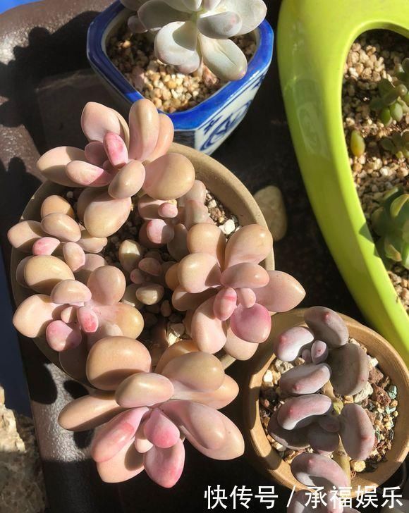 多肉植物中的“美人”,叶片圆滚滚,粉嫩嫩的,女朋友看了都嫉妒