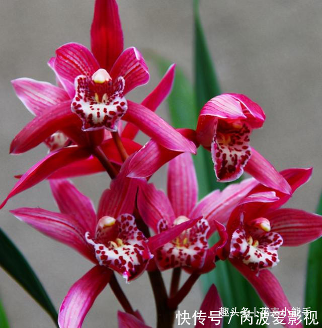 红贵妃|真正“贵气”的兰花，长这样，它美艳绝伦，花香浓郁，人见人爱