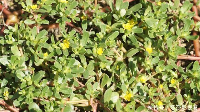 马齿苋|查出甲状腺结节,牢记“4吃、2不吃”,活血散结,甲状腺或报答你