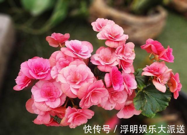 爆盆|养花就养3种花,随便养养就爆盆,一开300多天,全年不断花!