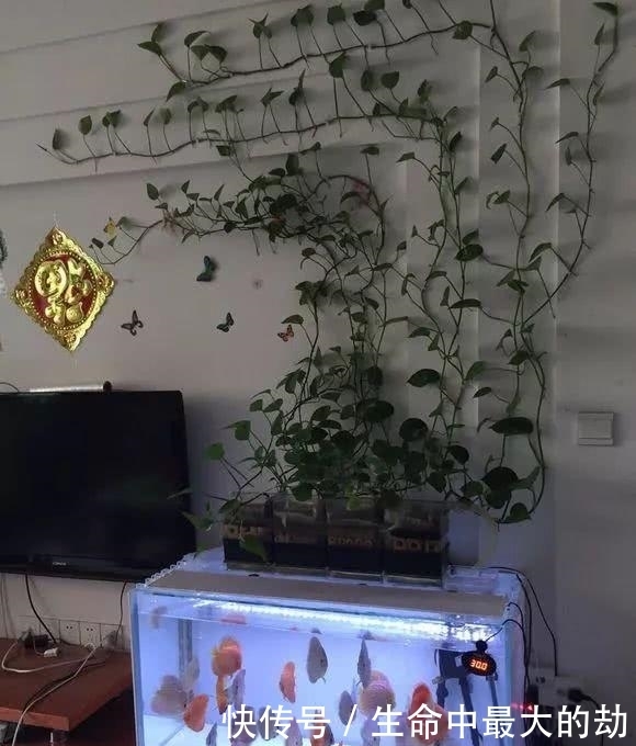 绿萝|厉害了!这12个养花技巧超级实用,新手花友别错过哦!