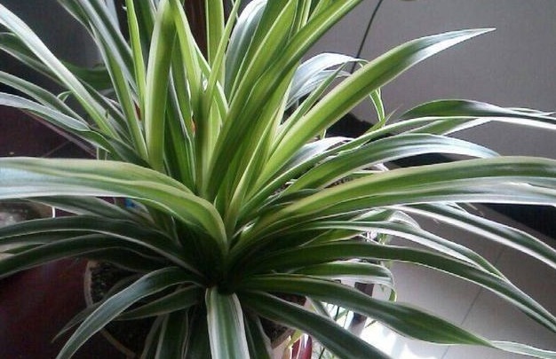 花友们这10种漂亮的花，很快就发芽长根、爆盆开花又招财气！