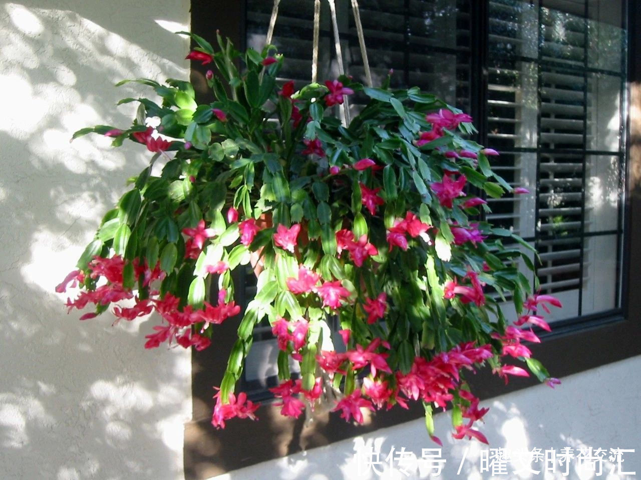 蟹爪兰|10种适合在秋季购买的盆栽花卉,提前买好,冬春时节持续有花开