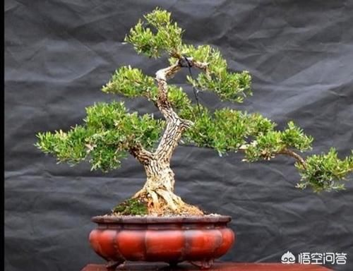 雀舌黄杨古朴典雅沧桑，雀舌黄杨盆景在北方如何养护？