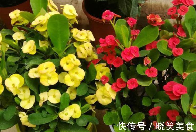 养6种花怕水多,烂根又烂叶,水少长势旺,开花开得多