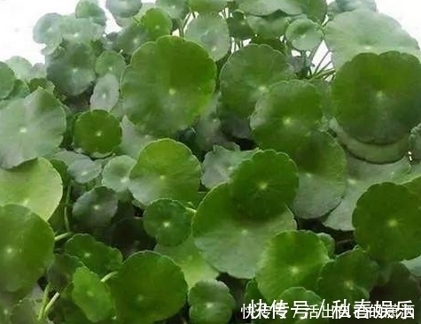 匍匐茎|妈妈养铜钱草年年用这1招,养出来的铜钱草爆满盆,叶子比手掌大