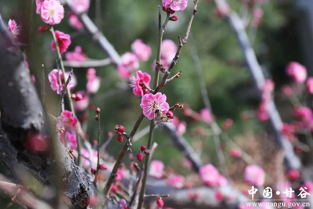 【春日印象】甘谷：梅花盛开春意闹