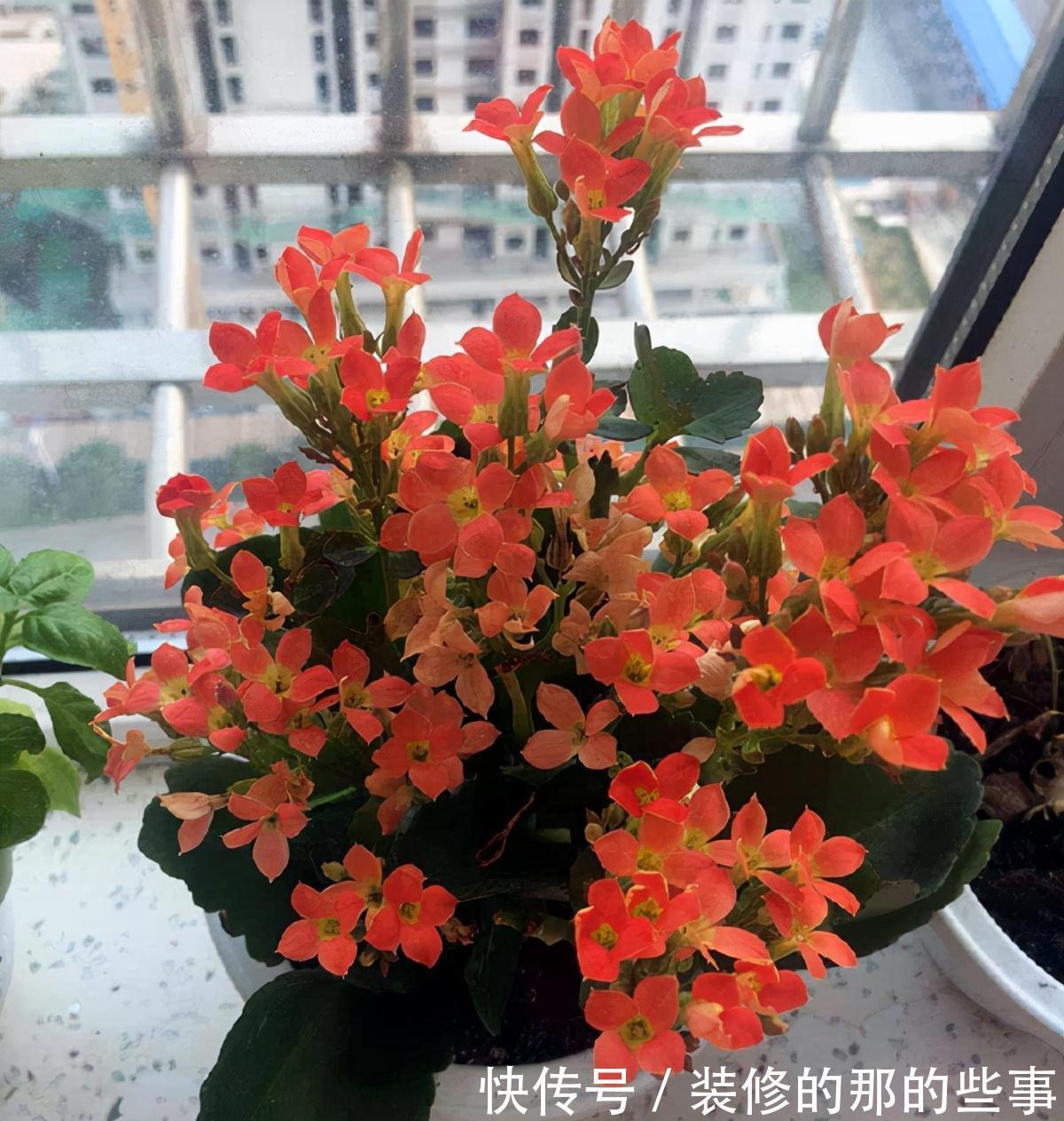 白斑|长寿花常见的问题汇总,只需要简单几步,就能养好