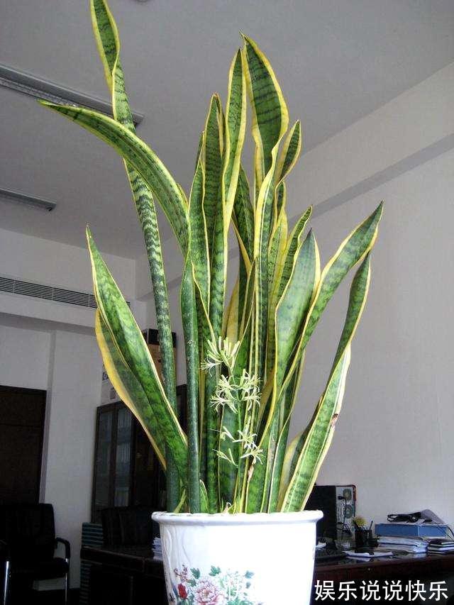 通风换气|养虎皮兰不爆芽,2分钟学会一招,小芽密密麻麻长一盆