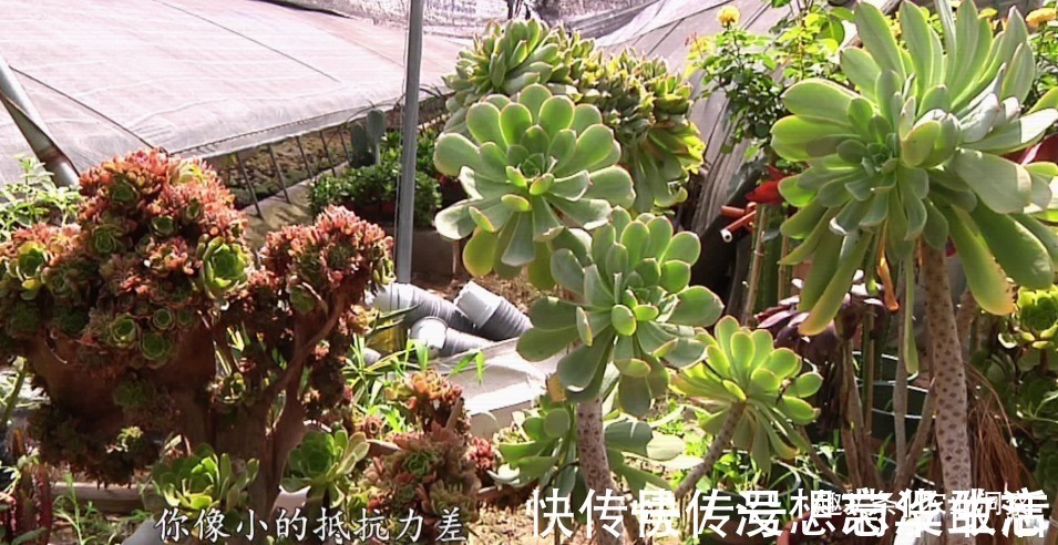 农村80后姑娘舍弃万元月薪,回老家大棚种这东西,没想到还很赚钱