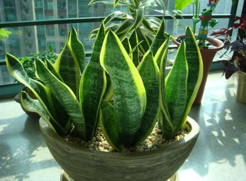 浇灌|天热养花补水，用这3样，枝叶干净油绿，根须健壮发达