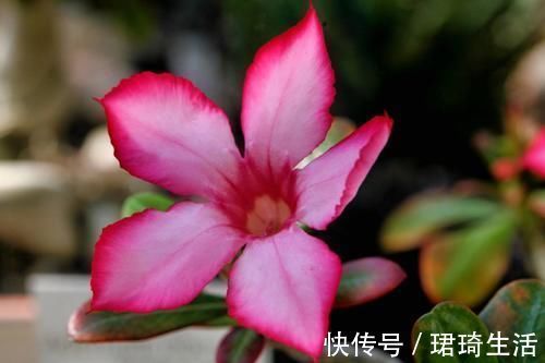 欢饮|3种花花期超长的，开花爆盆很简单，家里养一盆，赏花一整年