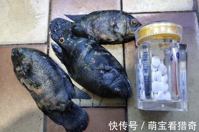 新年第一天,三条地图鱼直接拜拜救不回来了,原因在哪里