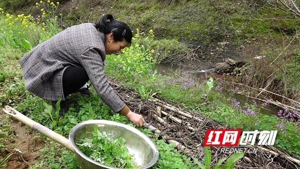 衡山美食：艾草飘香迎暖春
